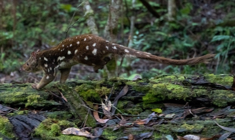 Shy spotted-tailed quoll in nearby Mt Royal National Park